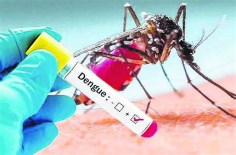 dengue 2023 argentina